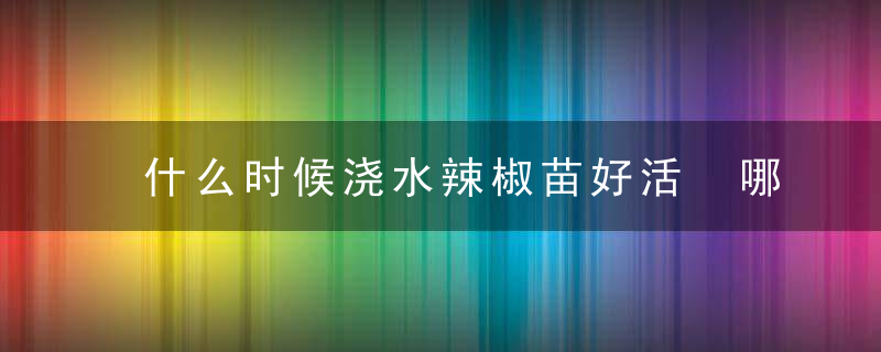 什么时候浇水辣椒苗好活 哪个时间浇水辣椒苗好活呢